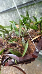 Epidendrum macrocarpum