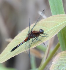 Erythrodiplax abjecta