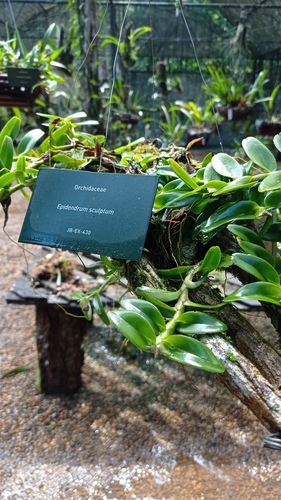 Epidendrum sculptum Rchb.f.