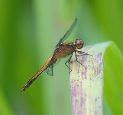 Erythrodiplax abjecta