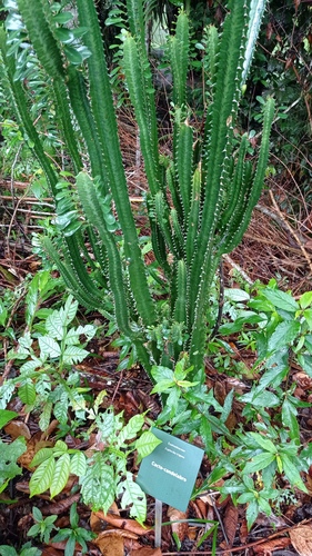 Euphorbia trigona