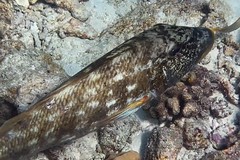 Lethrinus xanthochilus