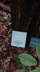 Geissospermum argenteum