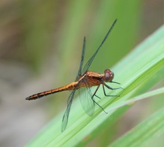 Erythrodiplax abjecta