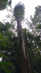 Geissospermum argenteum