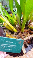 Maxillaria brasiliensis