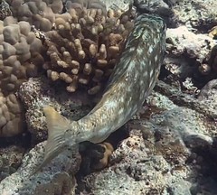 Lethrinus xanthochilus