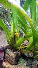 Maxillaria brasiliensis