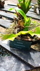 Maxillaria brasiliensis