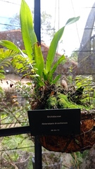 Maxillaria brasiliensis