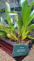 Maxillaria brasiliensis