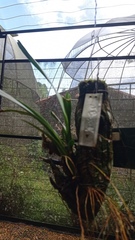 Maxillaria superflua