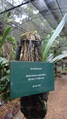 Maxillaria superflua