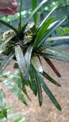 Maxillaria superflua