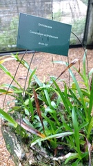 Maxillaria superflua