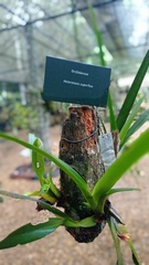 Maxillaria superflua