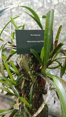 Maxillaria superflua