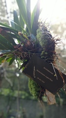 Maxillaria superflua