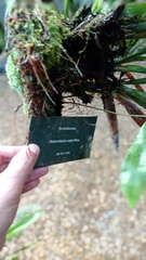 Maxillaria superflua