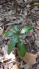 Habenaria stenopetala
