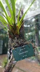 Maxillaria superflua