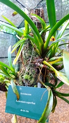 Maxillaria superflua