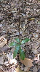 Habenaria stenopetala