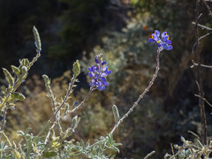 Lupinus altimontanus