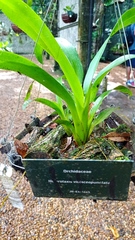 Maxillaria violaceopunctata