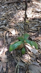 Habenaria stenopetala