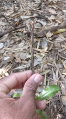 Habenaria stenopetala