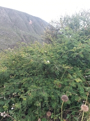 Mimosa quitensis