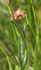 Helichrysum appendiculatum
