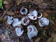 Hypomyces stephanomatis