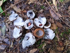 Hypomyces stephanomatis