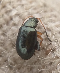 Aphthona