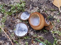 Hypomyces stephanomatis