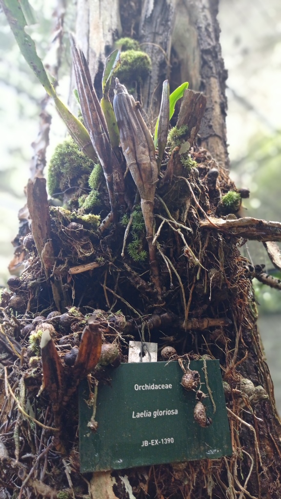 Laelia gloriosa