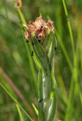 Helichrysum appendiculatum
