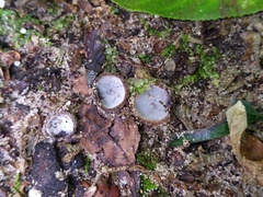 Hypomyces stephanomatis