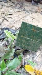 Lindsaea falcata