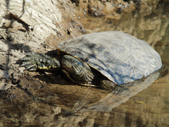 Mauremys caspica