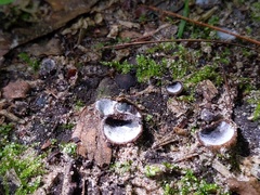 Hypomyces stephanomatis