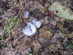 Hypomyces stephanomatis