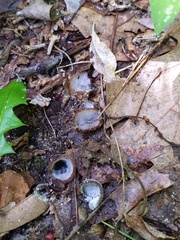 Hypomyces stephanomatis