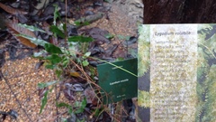 Lygodium volubile