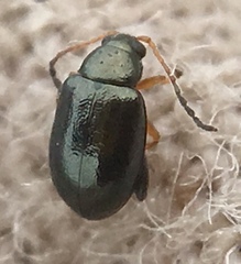 Aphthona