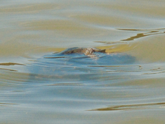 Rafetus euphraticus