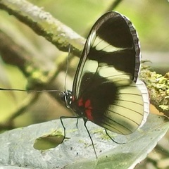 Heliconius eleuchia primularis