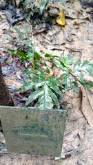 Lygodium volubile